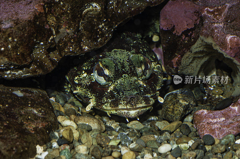 cabezon (Scorpaenichthys marmoratus)是一种原产于北美太平洋海岸的巨型雕塑。加州海岸。杜父鱼科,辐鳍鱼纲;鲉形目。